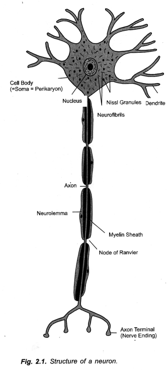 NCERT Solutions for Class 10 Science Chapter 7 Control and Coordination 2